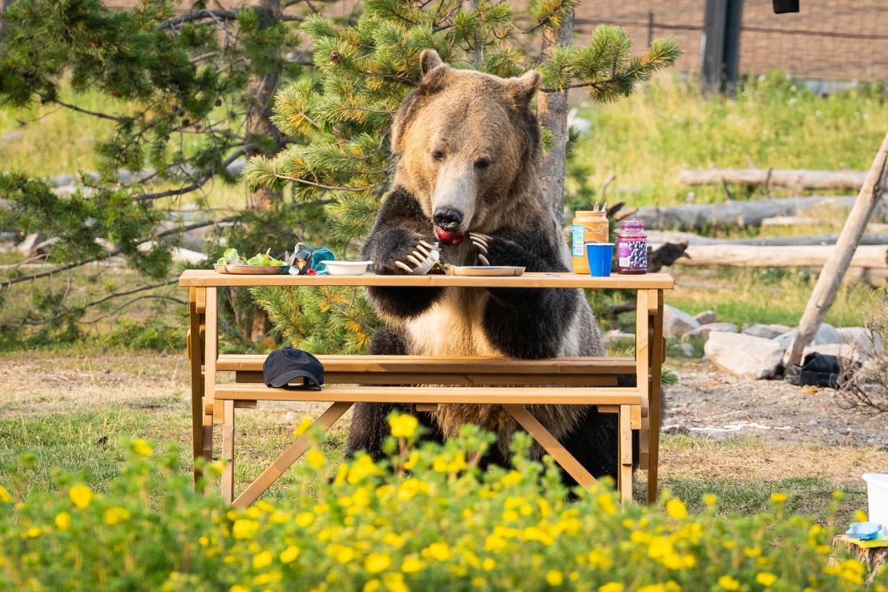 Baby Bear Cabin Villa West Yellowstone Bagian luar foto